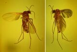 Fossil Fly (Diptera) In Baltic Amber #170098-2